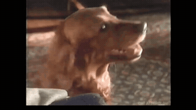 Close Up Dog With Mouth Open GIF