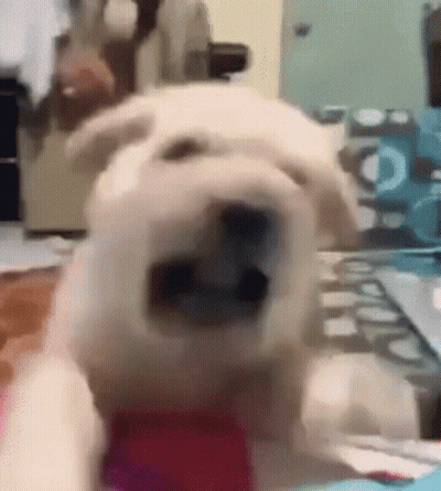 Close Up Dog With Mouth Open Looking At Camera GIF