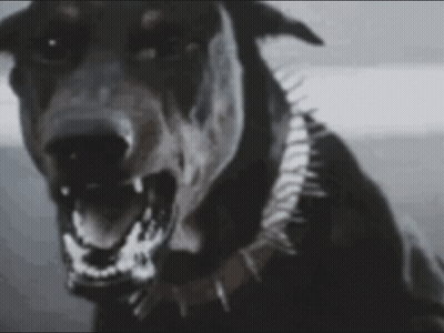 Close Up Dog With Mouth Open Showing Teeth GIF