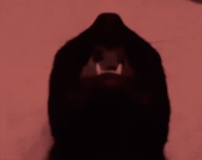 Close-Up Dog With Mouth Open GIF
