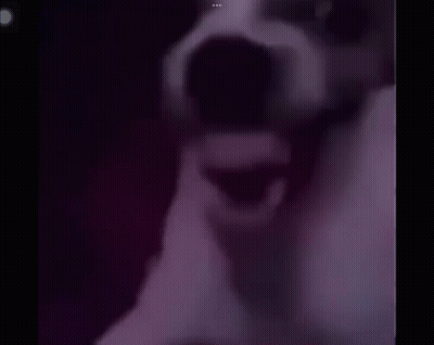 Close Up Dog With Open Mouth GIF