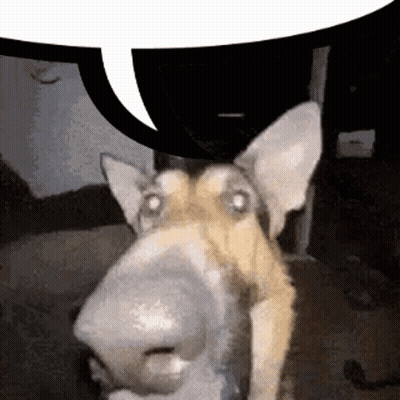 Close Up Dog With Speech Bubble GIF