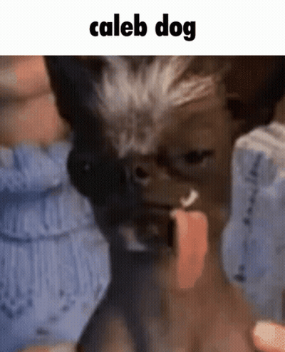 Close Up Dog With Tongue Out Saying Caleb Dog GIF