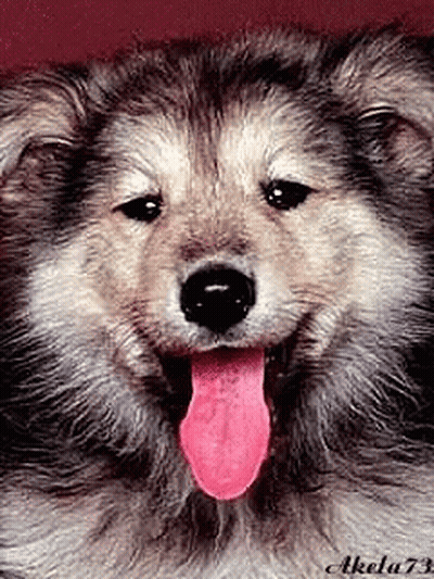 Close Up Dog With Tongue Sticking Out GIF