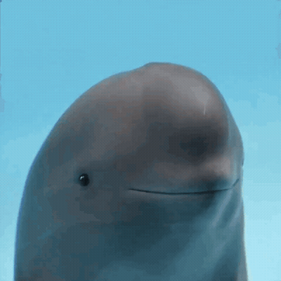 Close Up Dolphin Mouth Wide Open GIF