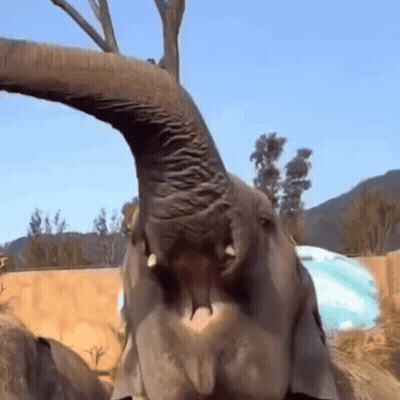 Close Up Elephant Face With Mouth Open GIF