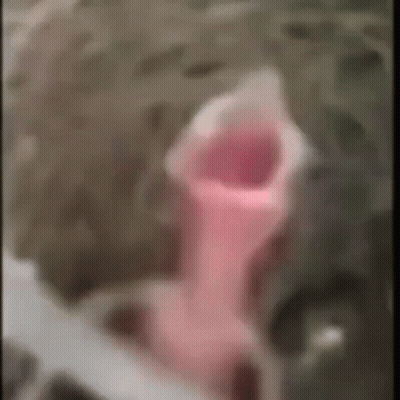 Close Up Face With Pink Flower In Mouth GIF