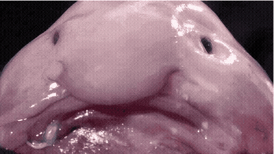 Primer plano de cara de pez con ojo negro GIF