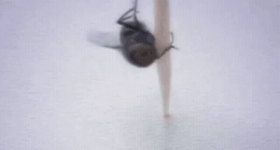 Close Up Fly Saying Muahahaahga GIF