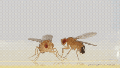 Close Up Fly YouTube.com GIF