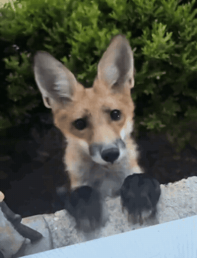 Close Up Fox Face Over Fence GIF