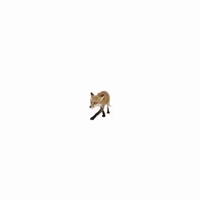 Close Up Fox Face With Tongue GIF