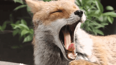Close Up Fox With Mouth Open GIF