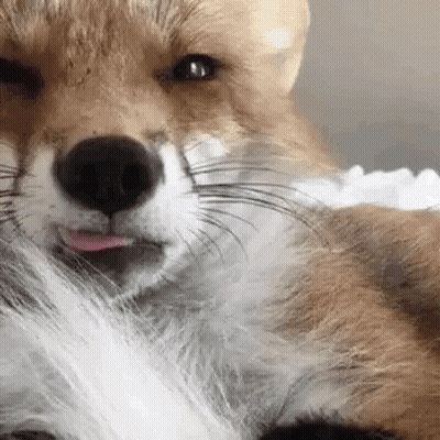 Close Up Fox With Tongue Out GIF