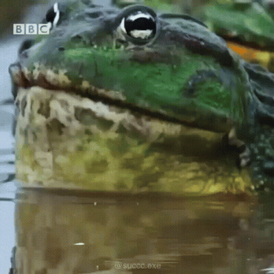 Close Up Frog In Water With BBC Logo GIF