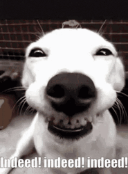 Close Up Funny Dog Meme Smile GIF