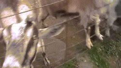 Close Up Funny Goat Smiling GIF