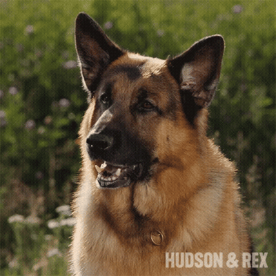 Close Up German Shepherd With Hudson & Rex GIF