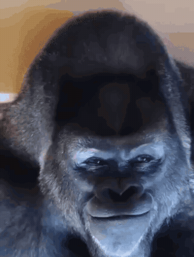 Close Up Gorilla Smiling GIF