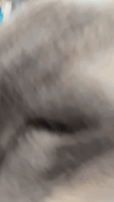 Close Up Gray Cat Face Blurred Background GIF