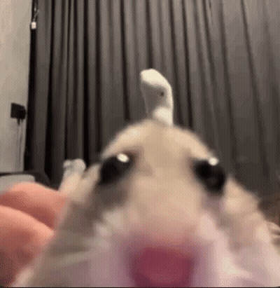 Close Up Hamster With Socks On Head GIF