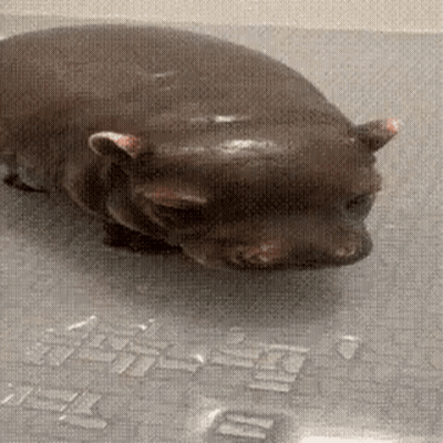 Primer plano de hipopótamo recostado en el suelo GIF