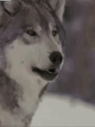 Close Up Husky Looking At Camera GIF