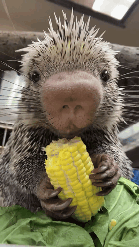 Close-Up Hyena With Big Smile GIF