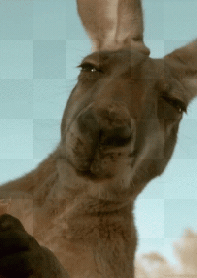 Close-Up Kangaroo Face Blue Sky GIF