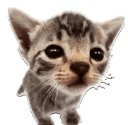 Close Up Kitten Looking At Camera Sticker