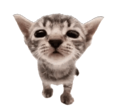 Close Up Kitten Looking Up Sticker
