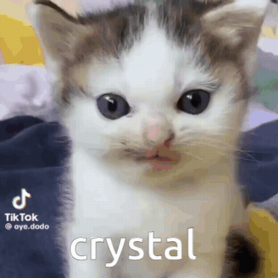 Close Up Kitten Saying Crystal GIF