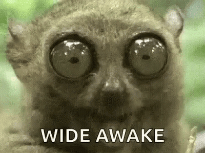 Close-Up Lemur Eyes Wide Awake GIF