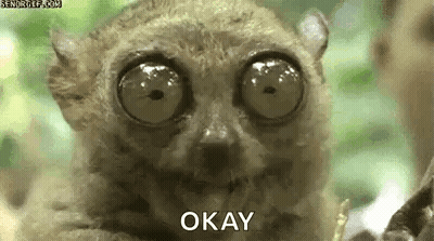 Close Up Lemur Face With Big Eyes Saying Okay GIF