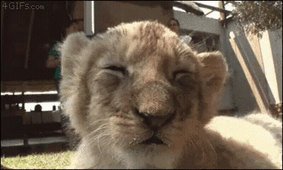 Close Up Lion Cub Laying Down Eyes Closed GIF