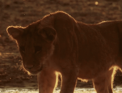 Close Up Lion Cub Standing In Desert GIF