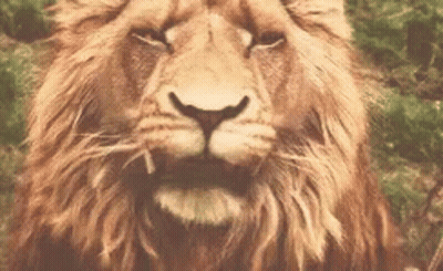 Close Up Lion With Mouth Open GIF