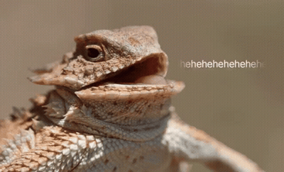 Close Up Lizard Saying Hahahaha GIF