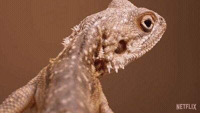 Close Up Lizard With Netflix Logo GIF