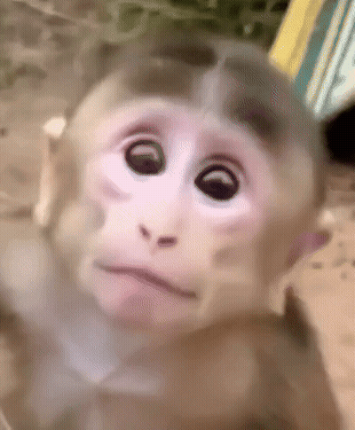 Close Up Monkey Face Sad GIF