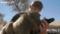 Close Up Monkey Kissing Camera GIF