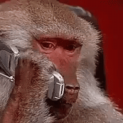 Close Up Monkey Wearing Headphones GIF