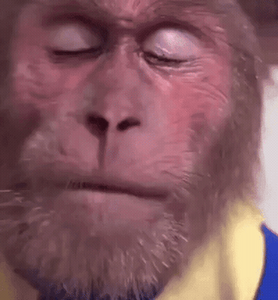 Close Up Monkey With Beard And Eyes Closed GIF