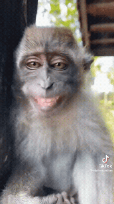 Close Up Monkey With Funny Face GIF