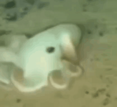 Close Up Octopus Swimming In Water GIF
