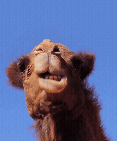 Close Up Of A Camel Face With Blue Sky GIF