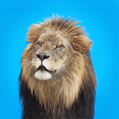 Close Up Of A Lion Against Blue Sky GIF