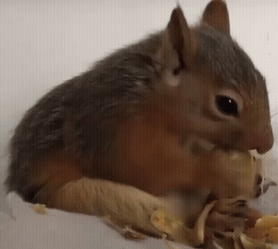 Close Up Of A Squirrel Eating Banana Peel GIF