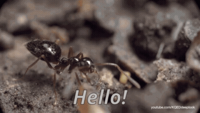 Close Up Of An Ant Saying Hello GIF