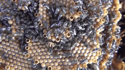 Close Up Of Beehive With Bees GIF